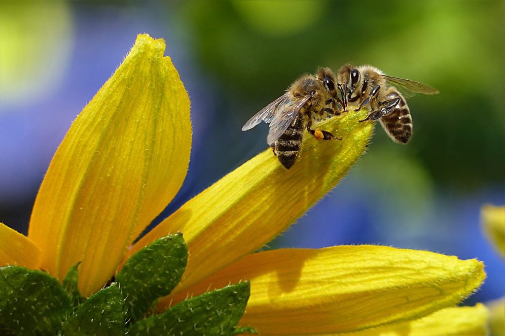 bee exterminator Sydney
