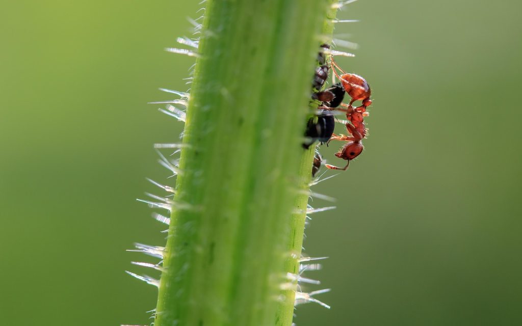 ant exterminator sydney