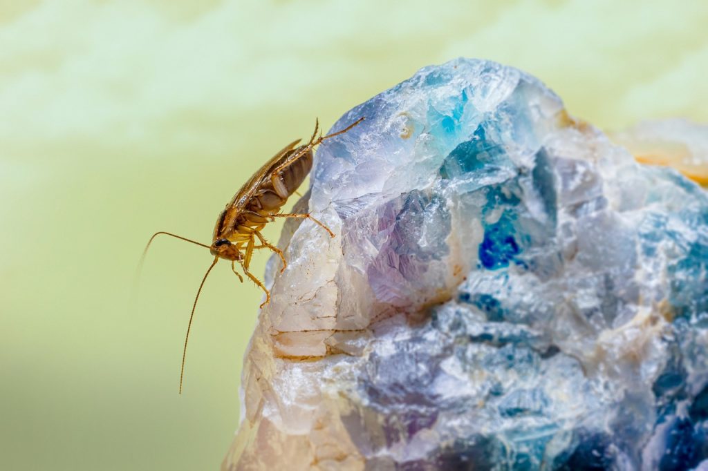 cockroach pest control cost