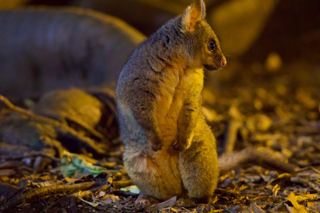 Possums Control