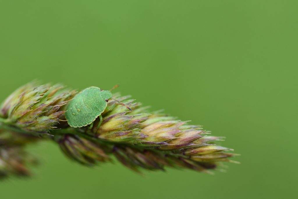 Pest Control for Fleas