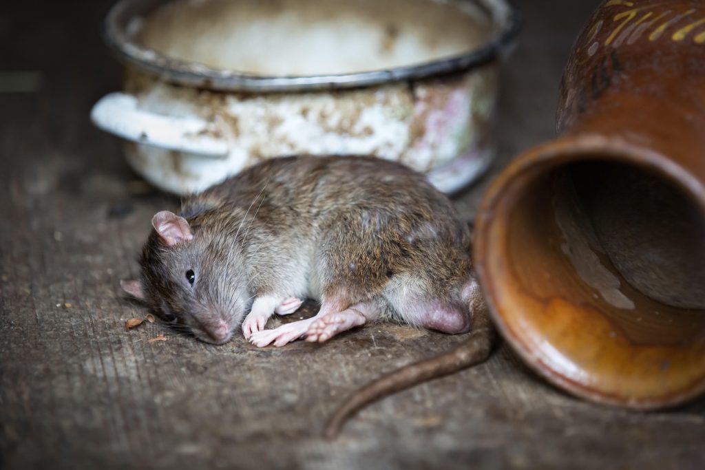 pest control rats
