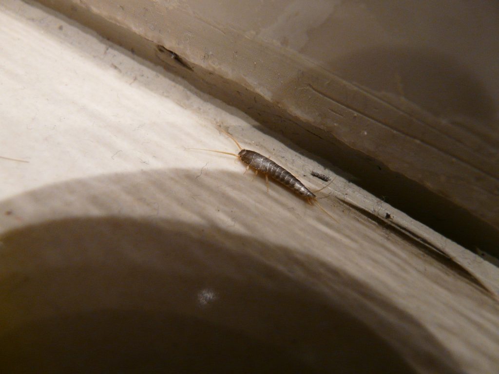 Silverfish Control Sydney