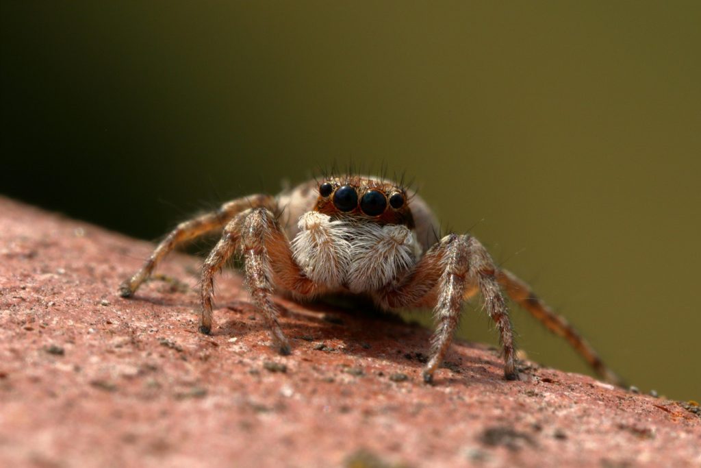 pest control spiders Sydney
